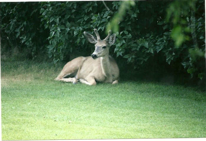 Deer